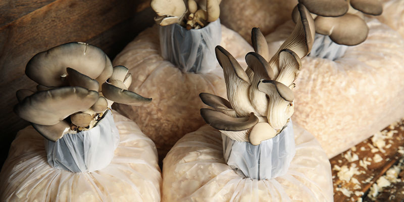 Uprawa grzybów w domu: naprawdę warto!