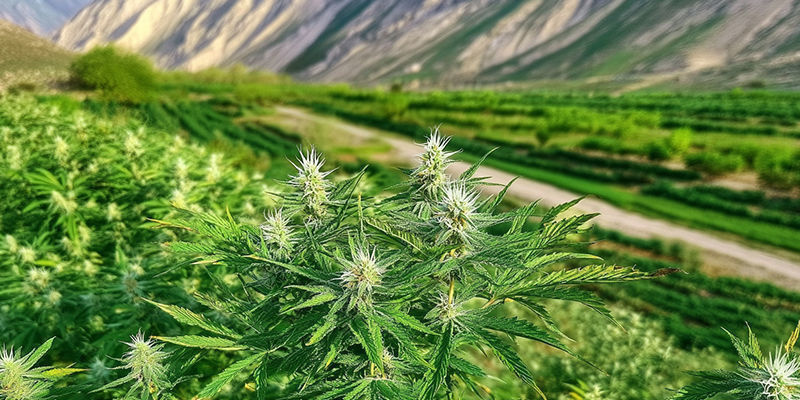 Uprawa afgańskich szczepów landrace Uprawa afgańskich szczepów landrace