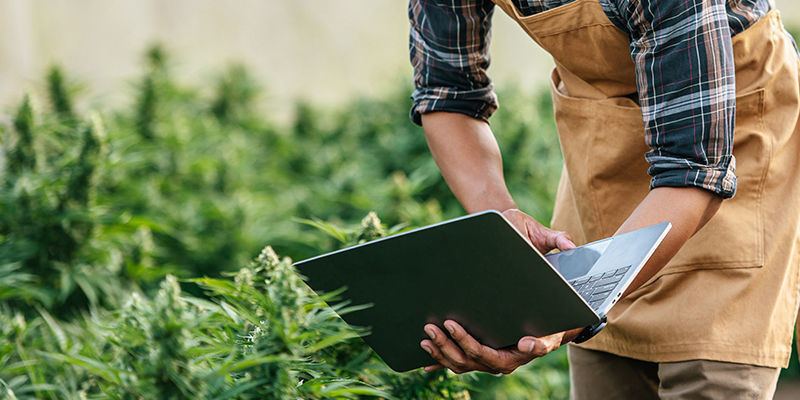 10 ciekawych firm konopnych na 2024 rok 10 Interesting Cannabis Companies For 2024