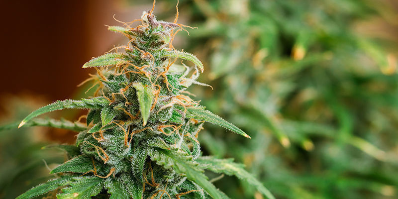 Wyzwania uprawy Road Kill Skunk Wyzwania uprawy Road Kill Skunk