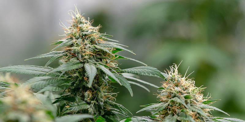 Reeking Havoc: The Hunt For RKS Reeking Havoc: The Hunt For RKS