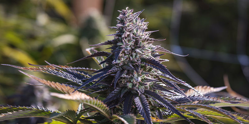 Czas na obalanie mitów o konopiach? Czas na obalanie mitów o konopiach?