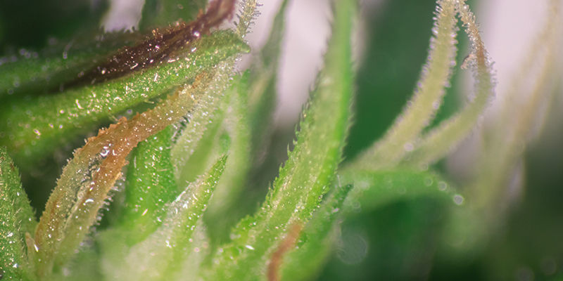 Możesz rozpoznać płeć rośliny po liczbie odgałęzień Możesz rozpoznać płeć rośliny po liczbie odgałęzień