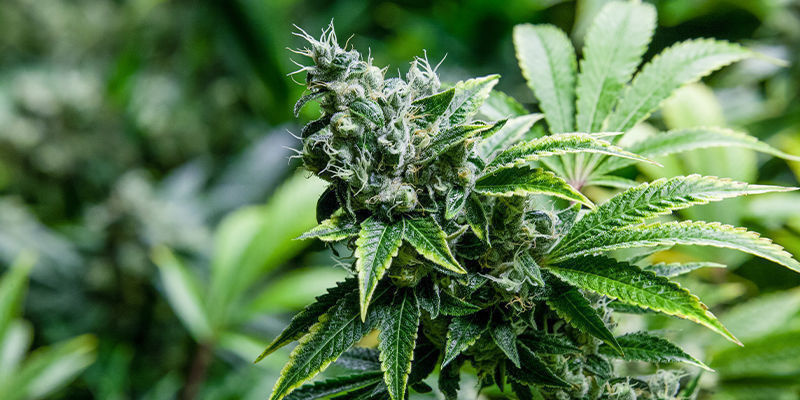 Marihuana i kreatyna: mocniej, lepiej, szybciej, wydajniej? Marihuana i kreatyna: mocniej, lepiej, szybciej, wydajniej?