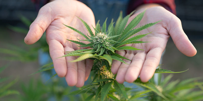 Czy kreatyna sprawi, że moje rośliny konopi będą rosnąć szybciej? Czy kreatyna sprawi, że moje rośliny konopi będą rosnąć szybciej?