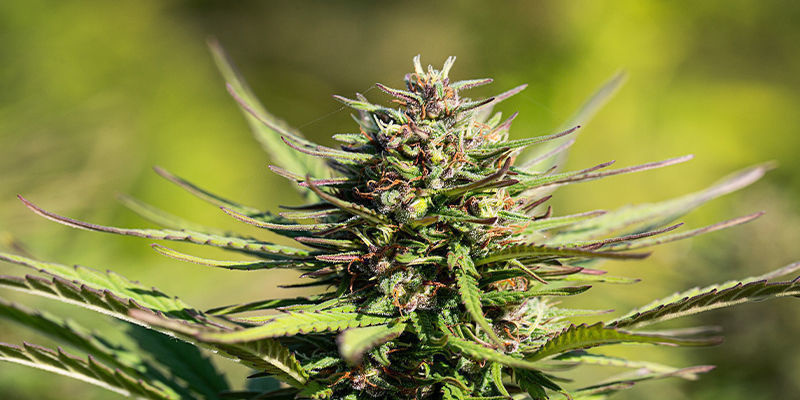 Czy kreatyna sprawi, że moje rośliny marihuany będą wyglądały lepiej? Czy kreatyna sprawi, że moje rośliny marihuany będą wyglądały lepiej?