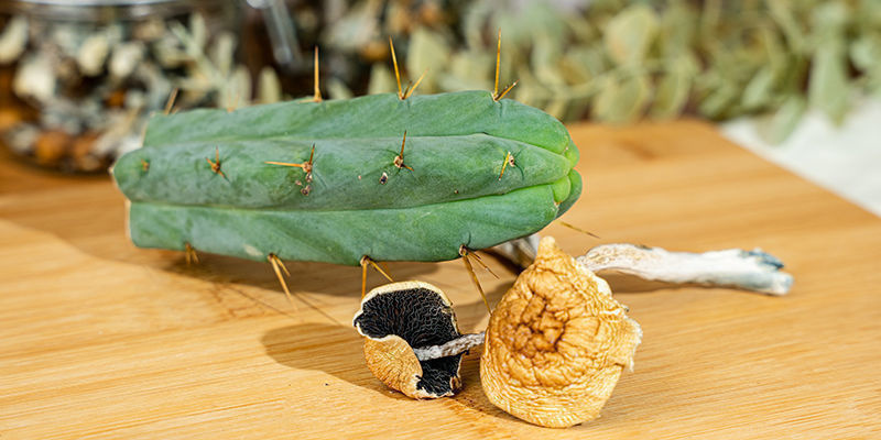 Najczęstsze źródła meskaliny i psylocybiny Najczęstsze źródła meskaliny i psylocybiny