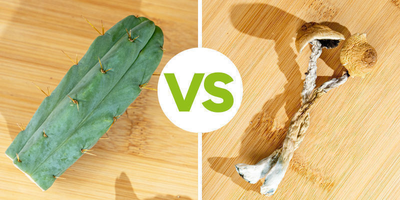 Porównanie meskaliny i psylocybiny Comparing Mescaline And Psilocybin