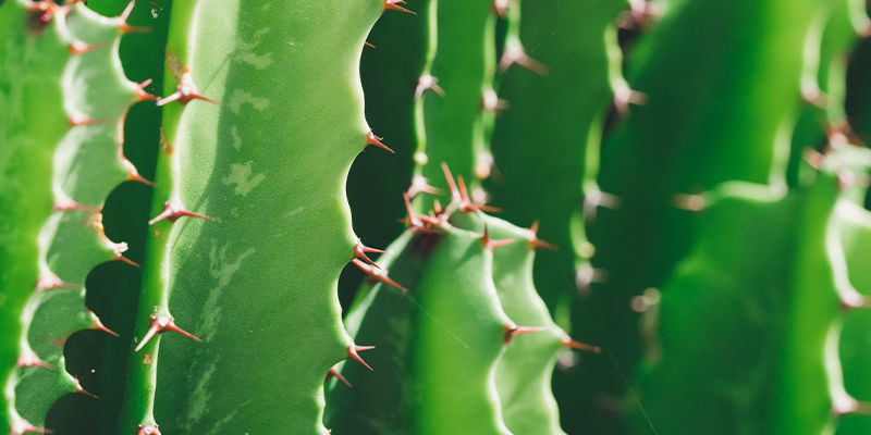 Czy meskalina jest lepsza niż psylocybina? Czy meskalina jest lepsza niż psylocybina?