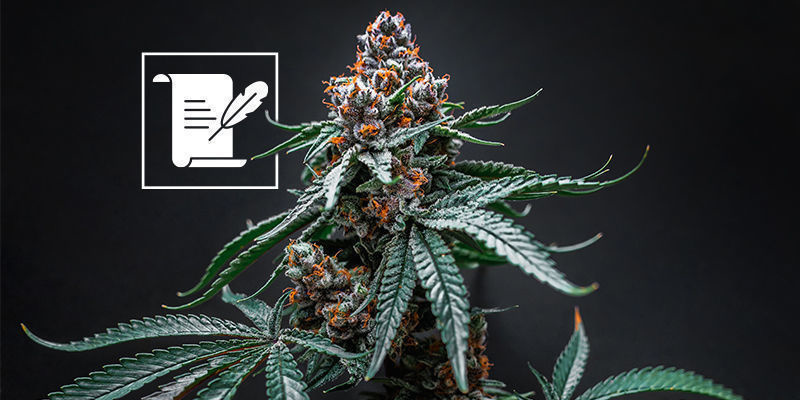 Czego można się spodziewać po muzeum konopi Czego można się spodziewać po muzeum konopi