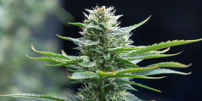 Uwaga, łowcy zielonych skarbów Attention treasure-hunting-tokers