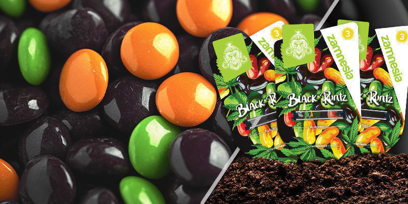 Black Runtz Black Runtz