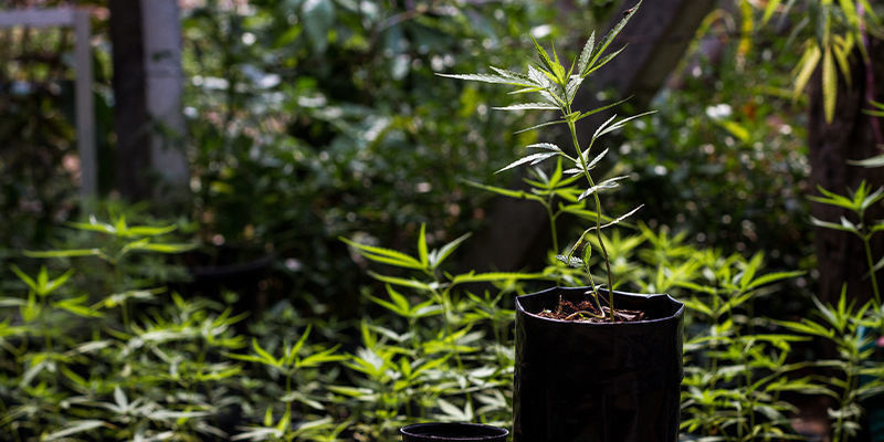 Gemstones In Green: Rarity Meets Reality Gemstones in green: Rarity meets reality