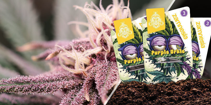 Purple Urkle Purple Urkle