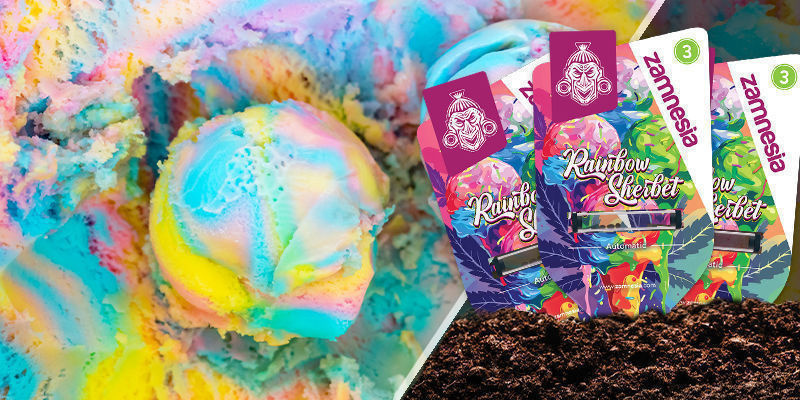 Rainbow Sherbet Rainbow Sherbet