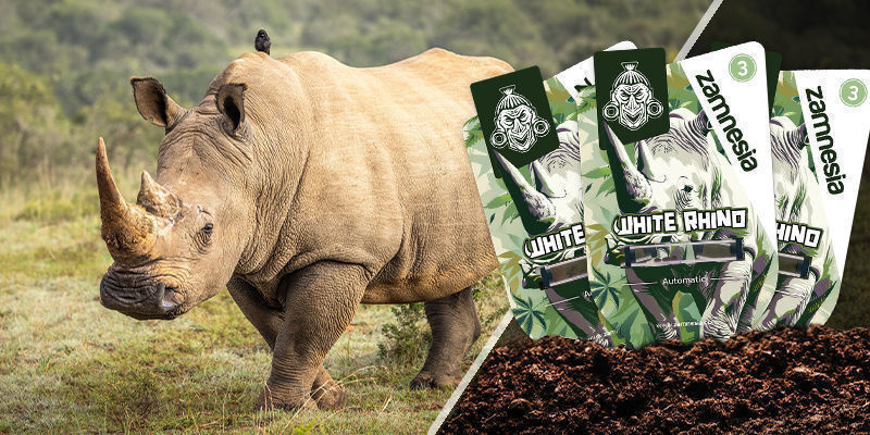 White Rhino White Rhino
