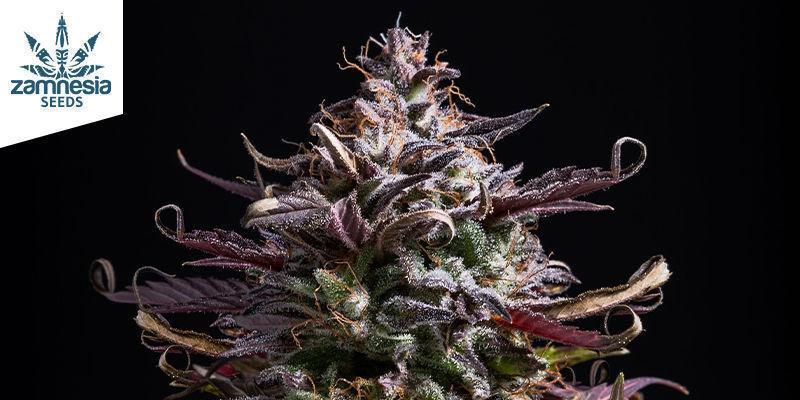 5 Coastal Cultivars To Try 5 coastal cultivars to try