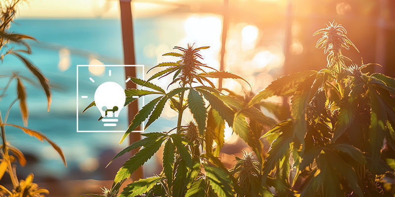 Porady dotyczące uprawy marihuany nad morzem Porady dotyczące uprawy marihuany nad morzem