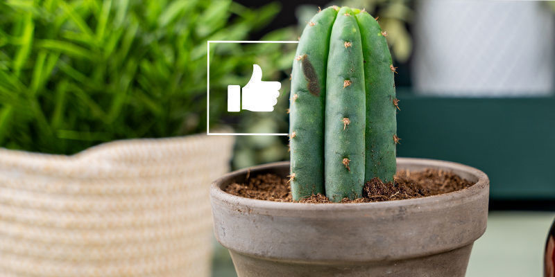 Jakie są zalety szczepienia?