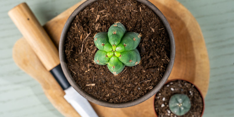 Na czym dokładnie polega szczepienie?
