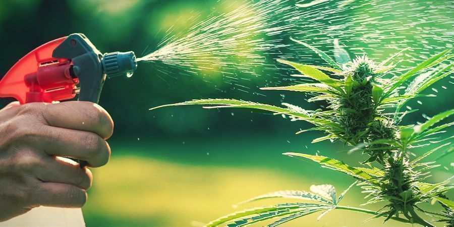 Protecting Your Marijuana With Compost Tea Protecting your marijuana with compost tea