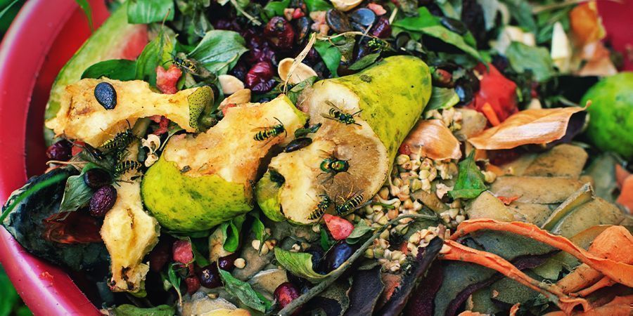 Zamiana kompostu w herbatkę Turning compost into tea