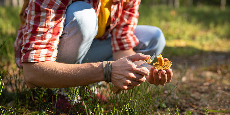 Zbieranie grzybów w naturze: zachowaj ostrożność Zbieranie grzybów w naturze: zachowaj ostrożność