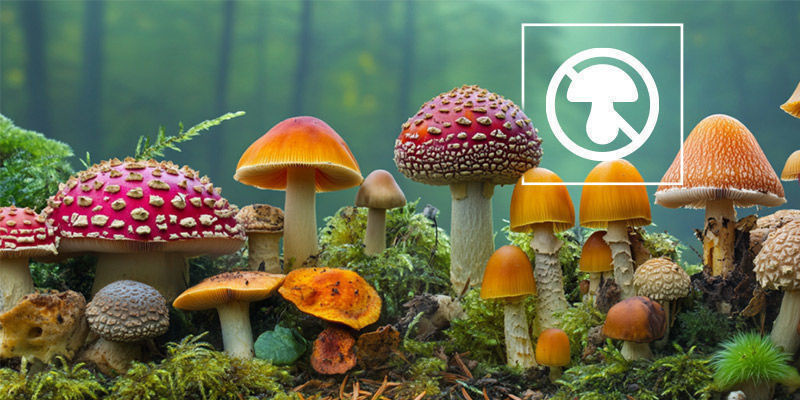 Dlaczego warto unikać jedzenia niektórych grzybów? Dlaczego warto unikać jedzenia niektórych grzybów?