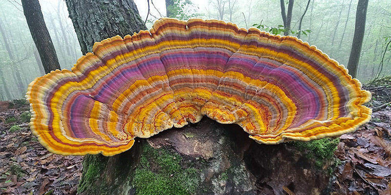 Turkey Tail Turkey Tail
