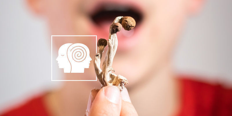 Mity na temat grzybków halucynków Mity na temat grzybków halucynków