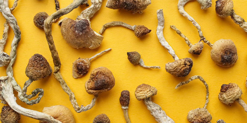 Myth: All Magic Mushrooms Are The Same Myth: All Magic Mushrooms Are The Same