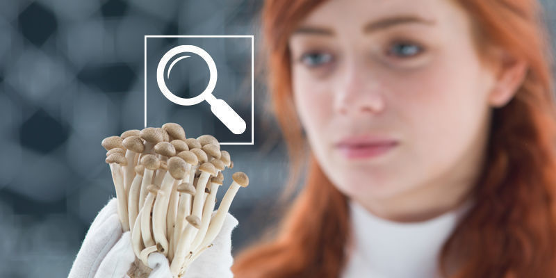 Prawda ponad legendami: podsumowanie naszej podróży po mitach o grzybkach halucynkach Prawda ponad legendami: podsumowanie naszej podróży po mitach o grzybkach halucynkach