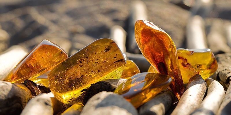 Lew - bursztyn Lew - bursztyn