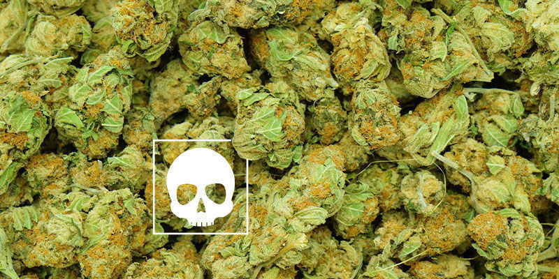 Ile marihuany to „za dużo” Ile marihuany to „za dużo”