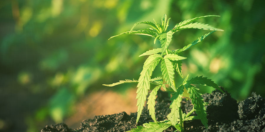 Jak uprawiać Blue Cheese HOW TO GROW BLUE CHEESE