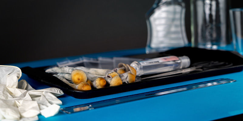 Jak zrobić odcisk zarodników grzybów: krok 1