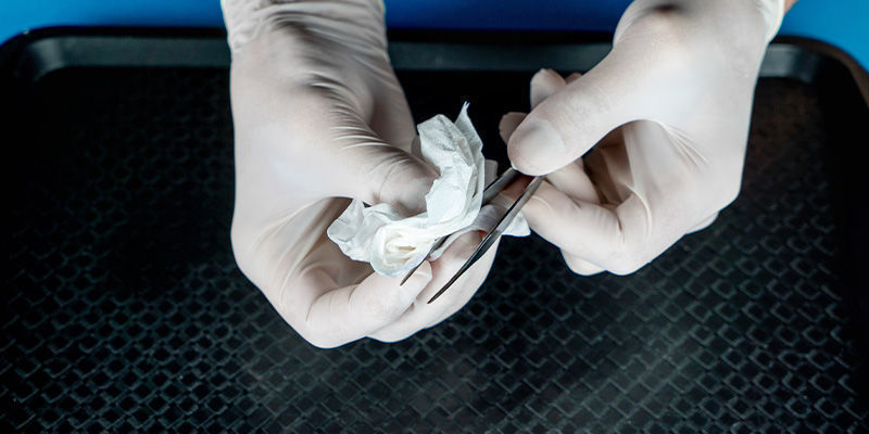 Jak zrobić odcisk zarodników grzybów: krok 3