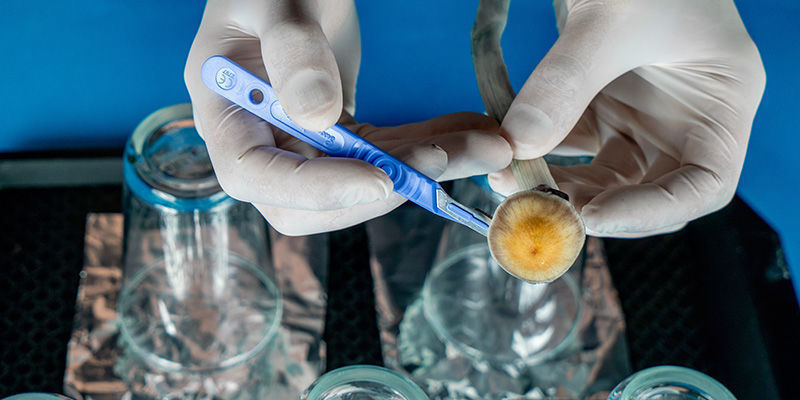 Jak zrobić odcisk zarodników grzybów: krok 5