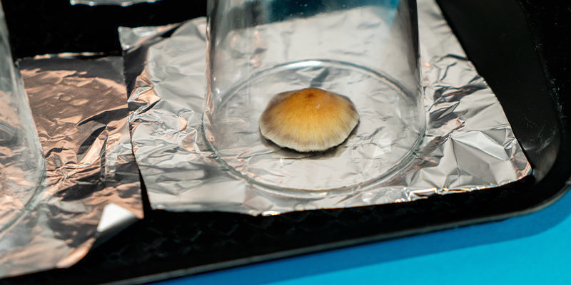 Jak zrobić odcisk zarodników grzybów: krok 6