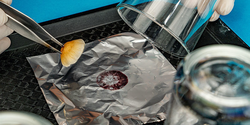 Jak zrobić odcisk zarodników grzybów: krok 7