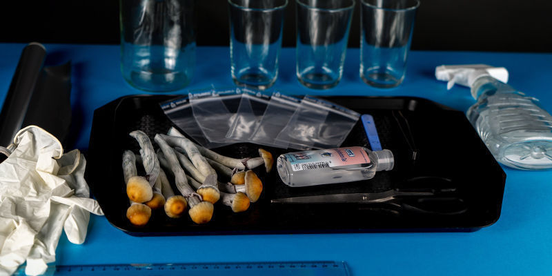 Jak zrobić odcisk zarodników