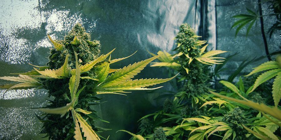 Girl Scout Cookies (Zamnesia Seeds)