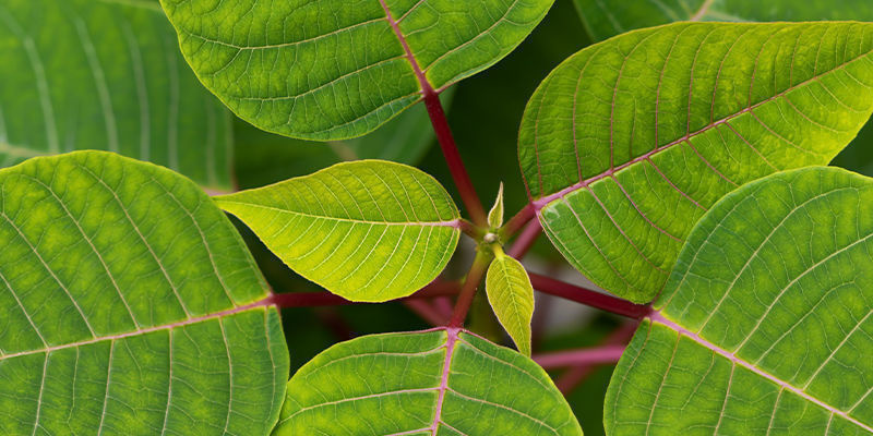 Bentuangie kratom Bentuangie kratom