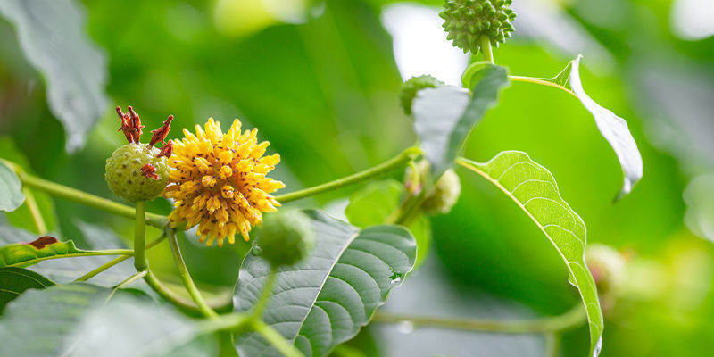 Maeng da kratom Maeng da kratom