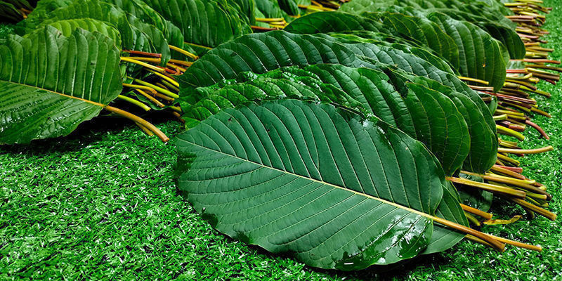 Malay kratom Malay kratom