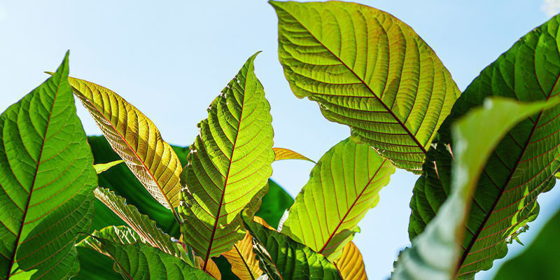 Sumatra kratom Sumatra kratom