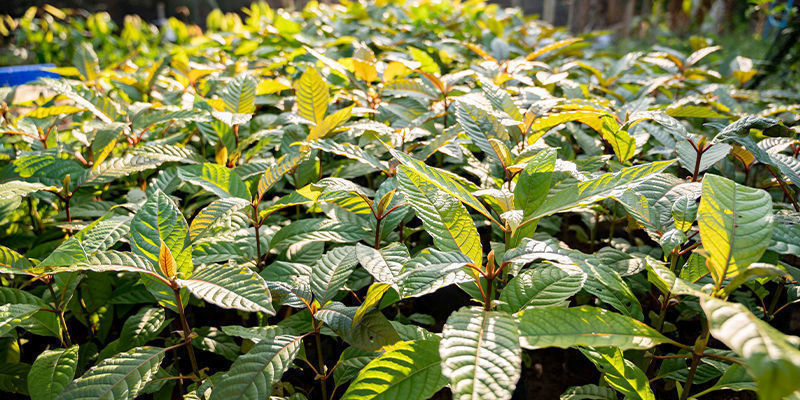 Jaka jest różnica między odmianami kratoma? Jaka jest różnica między odmianami kratoma?