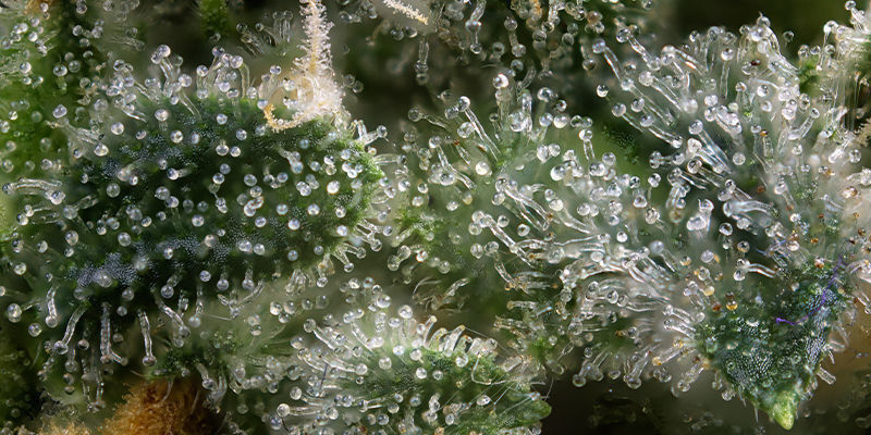 Konopie jako narzędzie biohackingu