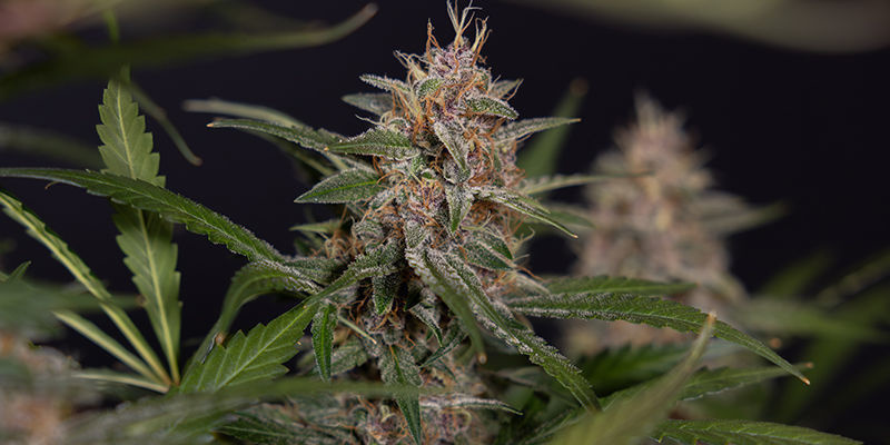 Zrozumieć efekt otoczenia