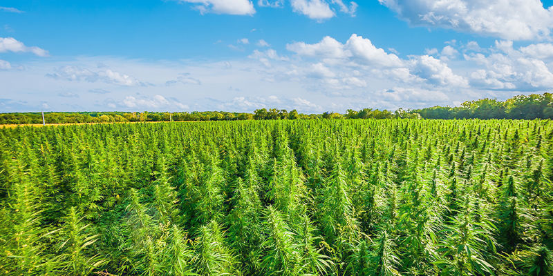 Turystyka konopna: nowa granica Turystyka konopna: nowa granica